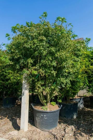 Acer palmatum meerstammig 250-300