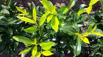 Prunus laurocerasus Genolia de smalle, sterke laurierhaag, Tuin en Terras, Planten | Struiken en Hagen, Verzenden, Laurier, Haag