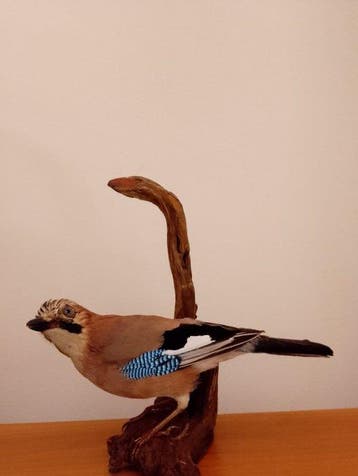 Gaai Taxidermie volledige montage - Garrulus glandarius, Nieuw