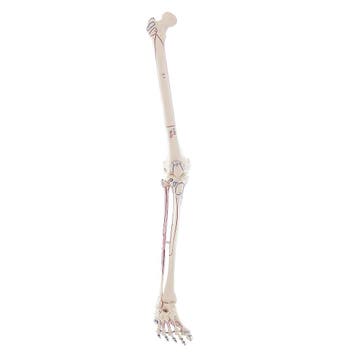 Anatomie model beenskelet met spieren, Nieuw