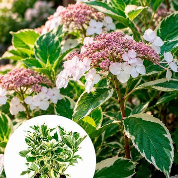 Hortensia ‘Tricolor’ (Boerenhortensia) container (P19), Verzenden, Overige soorten, Halfschaduw