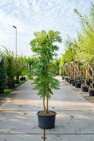 Sorbus Dodong meerstammig