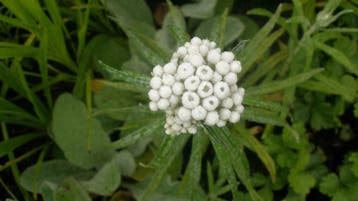 Anaphalis triplinervis Siberische edelweiss, Ophalen of Verzenden, Zomer, Vaste plant, Volle zon