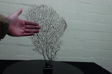 Fine Gorgonian Sea Fan / zeewaaier op houten sokkel