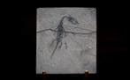 Fossiele matrix - Keichousaurus sp. - 5.9 cm - 5.2 cm