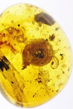 Prehistorische Slak – museumkwaliteit Birmese barnsteen -