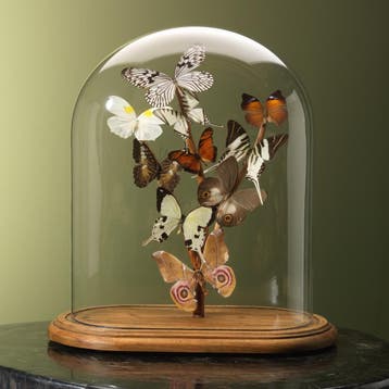 Vlinders in Antieke Stolp Taxidermie Opgezette Dieren By Max, Ophalen of Verzenden, Nieuw, Insect, Opgezet dier