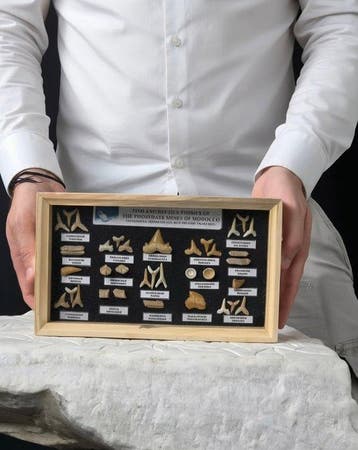 Vitrine met een verzameling authentieke fossiele tanden uit, Verzamelen, Mineralen en Fossielen