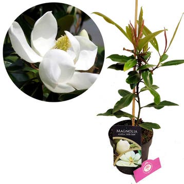 Magnolia Little Gem, Verzenden