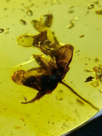 Amber - Barnsteen - Flower in amber - 14.5 mm - 12.6 mm