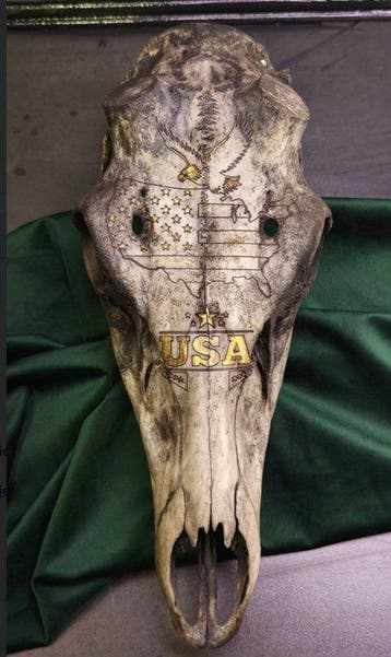 Hert Gesneden schedel - Cervus elaphus - 35 cm - 15 cm - 12