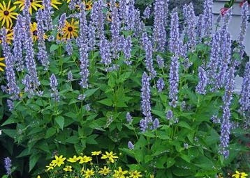 Agastache Blue Fortune, Overige soorten, Vaste plant, Verzenden, Halfschaduw
