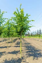 Tilia cordata Rancho hoogstam 18/20, Tuin en Terras
