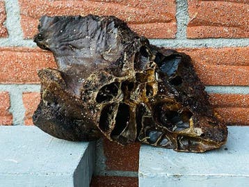 Wolharige mammoet - Fossiele schedel - Mammuthus primigenius
