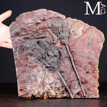 Crinoïde fossiel specimen op plaat - Scyphocrinites Elegans, Nieuw