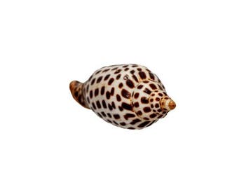 Het Heilige Graal der verzamelaars: Scaphella junonia (120