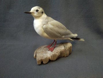 Klein. Meeuw Taxidermie volledige montage - Larus minutus -, Nieuw
