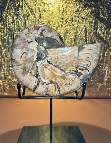 Cymatoceras Nautilus - Gefossiliseerde schelp - Cymatoceras, Verzamelen
