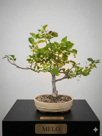 Malus bonsai (Malus sargentii) - Hoogte (boom): 20 cm -