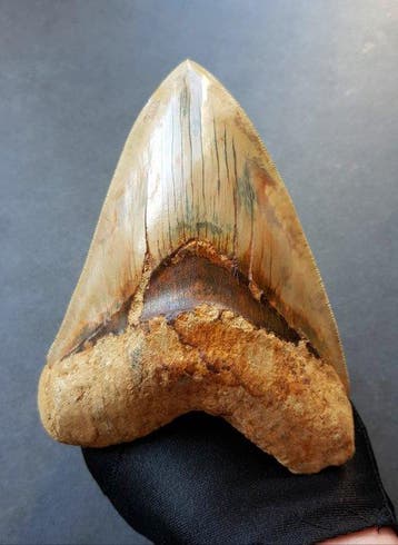 Megalodon - Fossiele tand - 143 mm - 107 mm, Verzamelen, Mineralen en Fossielen