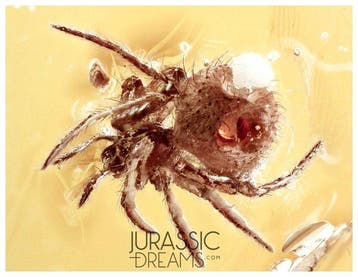 Mooie spin Araneae fossiel-inclusie, echte Baltisch amber +
