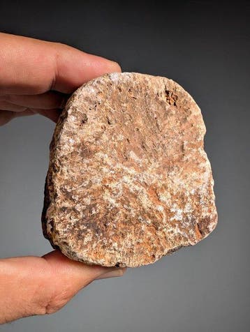 Plesiosauriërwervel - Fossiel fragment - Plesiosauria sp. -