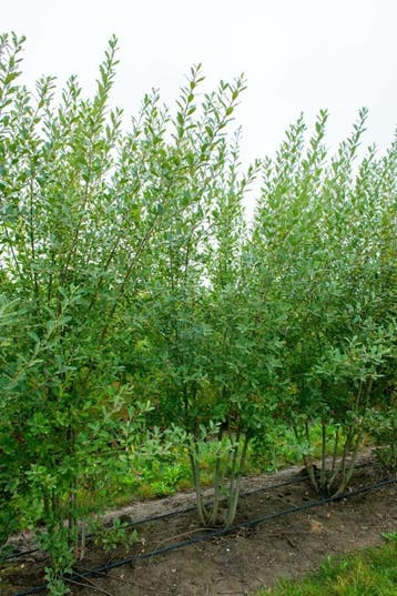 Salix cinerea meerstammig 200-250