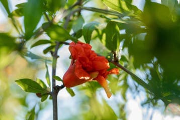 Punica granatum meerstammig 250-300