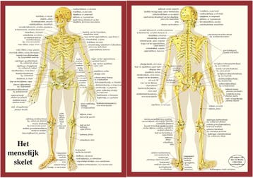 Anatomie poster skelet (Nederlands, gelamineerd, A4), Nieuw