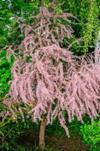 Tamarix tetrandra hoogstam, Tuin en Terras, Planten | Tuinplanten