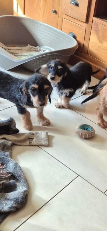Ruwhaar dwergteckel X boomer puppies!, Parvo, 8 tot 15 weken, Meerdere, Nederland