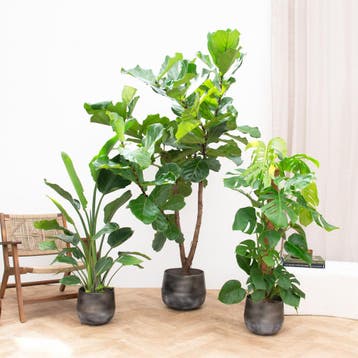 Green Bubble - Combideal - Jungle trio - 120-180cm - Ø, Ophalen of Verzenden