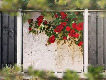 NR 1415: Tuinposter Witte muur met rozen 180x180cm, Tuin en Terras, Nieuw
