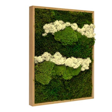 Vintlux Mosschilderij Lappenmos-Rendiermos-Bolmos 40x60 cm, Nieuw