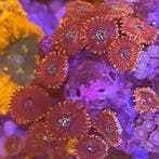 Zoanthus Magicians S (4-5 poliepen), Ophalen of Verzenden, Nieuw