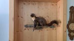 Nerts Taxidermie volledige montage - Baummarder - 20 cm - 15, Verzamelen, Dierenverzamelingen, Nieuw