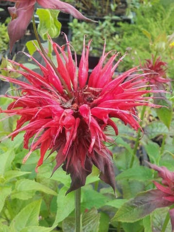 Monarda Cambridge Scarlet Fishes Schneewittchen Bergamot, Ophalen of Verzenden, Zomer, Vaste plant, Volle zon