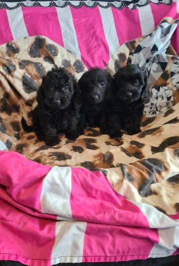 Kleine doxiepoo puppies! (Dwergteckeltje x poedel), Dieren en Toebehoren, Parvo, 8 tot 15 weken, Meerdere, Nederland