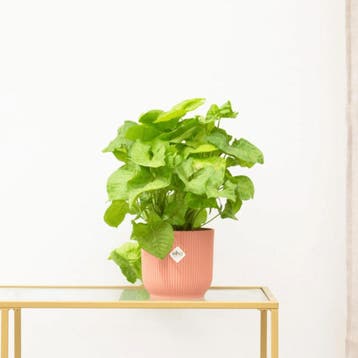 Green Bubble - Syngonium Golden Feel Green - 30cm - Ø14 cm, Ophalen of Verzenden