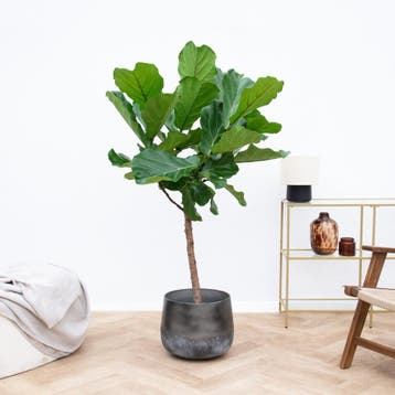 Green Bubble - Ficus Lyrata boom - 150cm - Ø27 cm, Ophalen of Verzenden