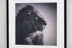 Laurent Baheux - Lion in compliance