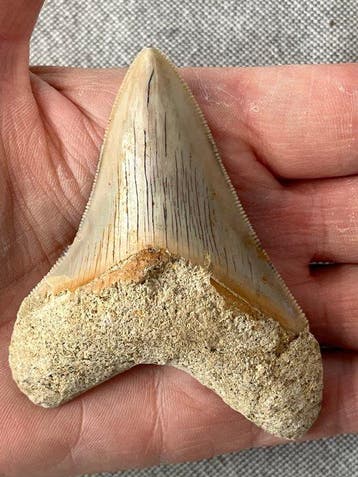 Megalodon-tand 8,4 cm - Fossiele tand - Carcharocles