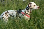 Treponti.nl: De enige officiële complete Treponti webshop., Dieren en Toebehoren, Honden | Retrievers, Spaniëls en Waterhonden