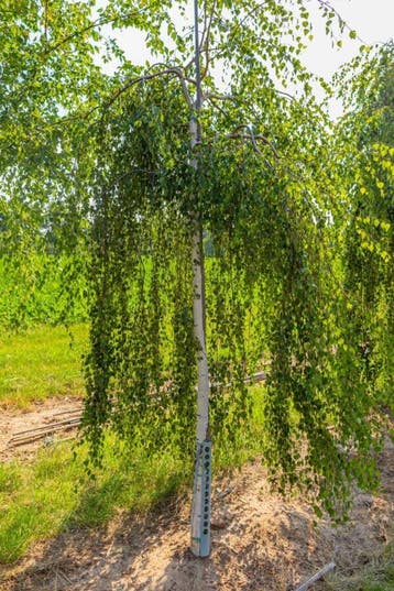 Betula pendula Youngii hoogstam 10/12