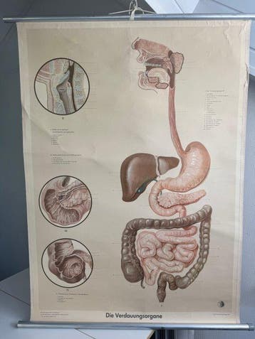 Deutsches Gesundheids Museum Köln - Anatomische schoolkaart