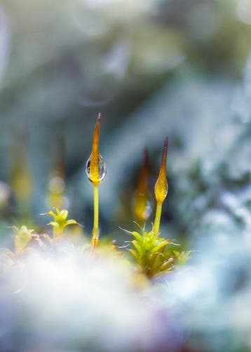 Inna Etuvgi - Forests Mossy Soul - Catawiki Special Edition