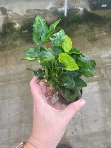 Anubias Nana (Aquariumplanten, Aquarium producten), Dieren en Toebehoren, Vissen | Aquaria en Toebehoren, Verzenden, Nieuw, Plant(en), Steen of Hout