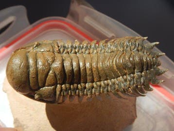 Trilobiet - Fossiel skelet - Crotalocephalus gibbus