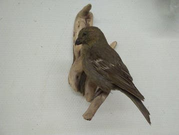 Pijnboomgrosbek Taxidermie volledige montage - Pinicola, Nieuw