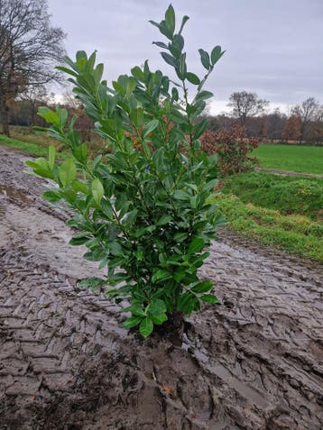 Laurier, Prunus Rotundifolia, maat 150-175 cm, Ophalen, Laurier, Haag, 100 tot 250 cm